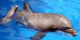 /album/galerie-photos/dauphin-jpg/