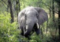 /album/galerie-photos/elephant-jpg/